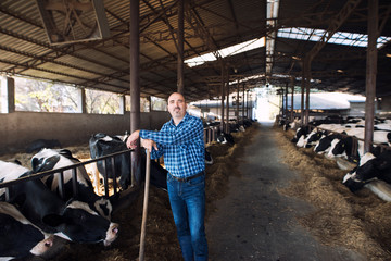 Farmer worker standing at cattle farm. Cows domestic animals eating in background.