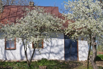 old aged country house, yard with sour cherry trees in beautiful blossom enjoy soft sunshine, desolation and sping nature awakening contrast design concept