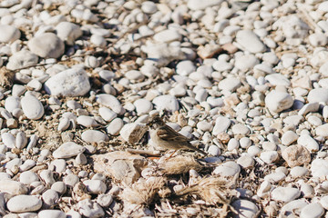Little birds