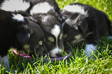 Fototapeta premium Puppies of border collie are eating together. They love this playing. After it they are tired.