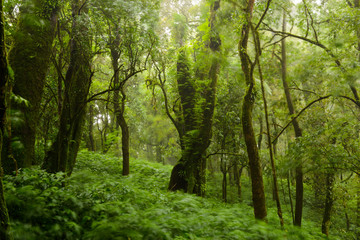 Trees and forests In the range Rain forest, leaf of tree movement by wind and raining at Chiang Mai,  Thailand.