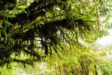 Trees and forests In the range Rain forest, leaf of tree movement by wind and raining at Chiang Mai,  Thailand.