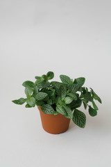 fittonia dark green with white streaks in a brown pot on a white background