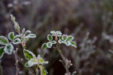 frozen roses leaves