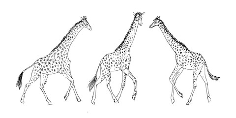 Hand drawn set of giraffe animal, drawing by ink outline sketch. Vector graphic illustration, black isolated on white background © Ekaterina