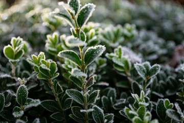 frozen Buxus sempervirens