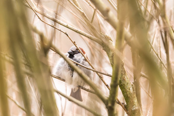 hidden sparrow in tree branches focus bokeh summer spring bird flying common city urban cute small brown golden