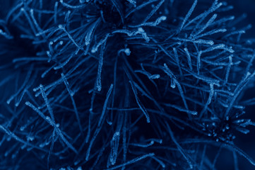 Blue background with pine branches. Classic blue color Christmas concept of 2020.