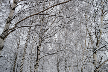 Snowy birch trees in the forest in winter.
