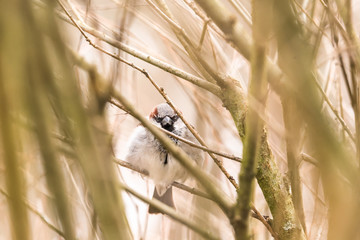 hidden sparrow in tree branches focus bokeh summer spring bird flying common city urban cute small brown golden