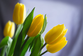Bouquet of fresh spring yellow tulips on gray background