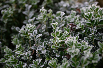 frozen Buxus sempervirens