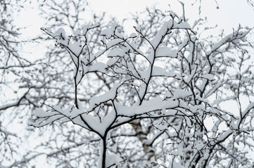 Obraz premium Winter landscape of snowy tree branches against cold winter sky.