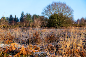 Frosty sunny day at Chailey Nature reserve in Easst Sussex
