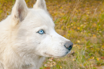 husky dog with white fluffy hair and beautiful blue eyes