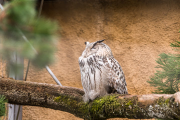 A white faced scops owl Ptilopsis leucotis in a tree staring with large orange eyes