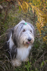 Naklejka na ściany i meble bearded collie is sitting in reed with sirious face. Autumn photoshooting in Prague.