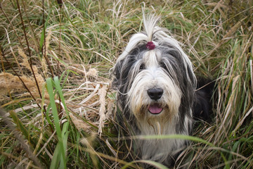 bearded collie is sitting in reed with sirious face. Autumn photoshooting in Prague.