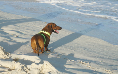 dog enjoy playing in the beach