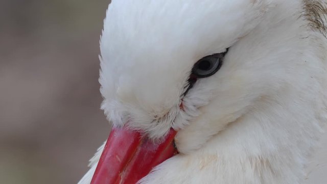 Close up of white stork head with tilt down along the beak.