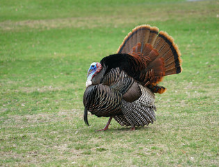male turkey and female turkey on the meadow