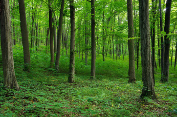 Sunlight in the green forest, spring time