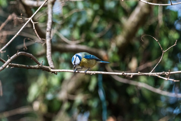 bird small blue tit on branch eating nut