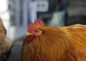 rooster on farm
