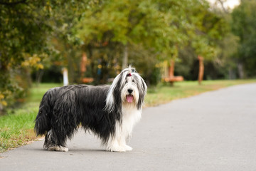 Portrait of amazing bearded collie in park.. He is so cute and nice.