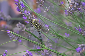 Lavender Dragonfly