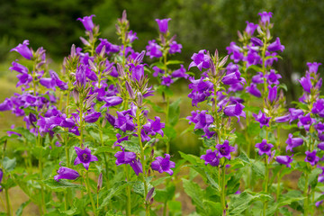 Obraz premium Mountain flowers growing in botanical garden on display.