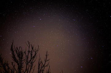 Silhouette of a bare tree against the background of the night and starry sky with astrological...