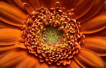 Close-up of a beautiful and orange gerbera daisy (Gerbera jamesonii). Centered and top view macro...