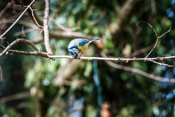 bird small blue tit on branch eating nut