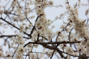 Apricot flowers on a cloudy day. apricot tree branches.