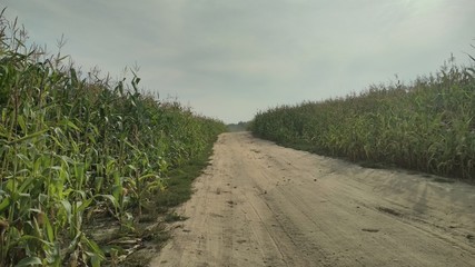 road in the field