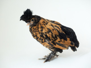 Exotic Funny chicken. Pavlovsk crested chicken