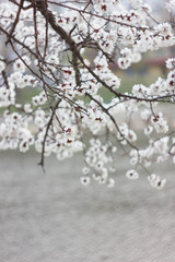 Apricot flowers on a cloudy day. apricot tree branches.