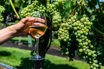 hand holding a glass of white wine against unripe fresh green grapes fruits background close up...