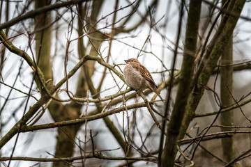 hidden sparrow in tree branches focus bokeh summer spring bird flying common city urban cute small brown golden