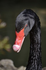 Black Swan (Cygnus atratus)
