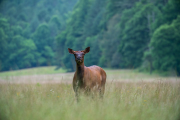 Curious Elk