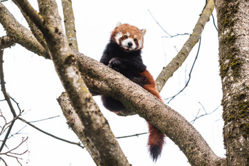 cute red panda pulling the tongue out curious couple sex mating on branch happy