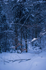 full of snow forest in winter