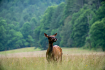 Curious Elk