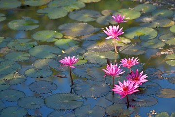 pink lotus in pond