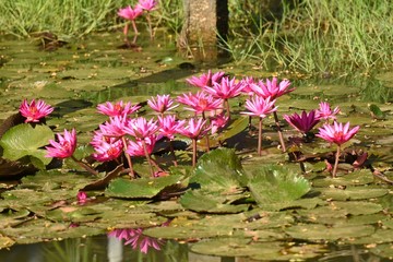pink lotus in pond