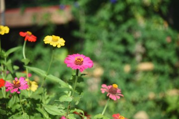 flowers in garden