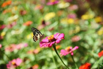 butterfly on flower