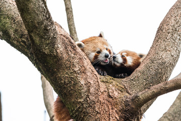 cute red panda pulling the tongue out curious couple sex mating on branch happy